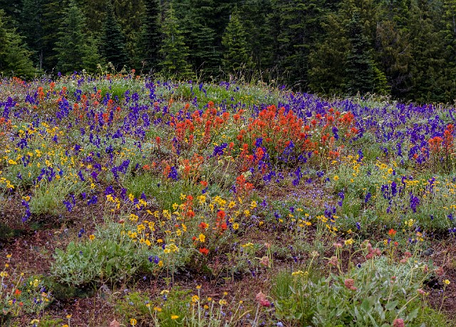 Wild Garden 19-4847-50.jpg